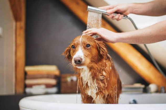 Cómo bañar a tu perro en casa sin que se estrese: guía paso a paso.