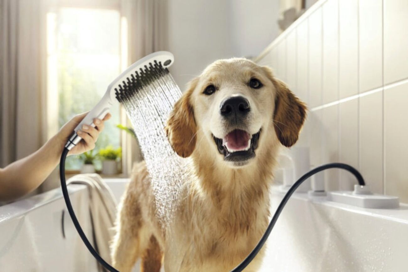 Cómo bañar a tu perro en casa sin que se estrese: guía paso a paso.
