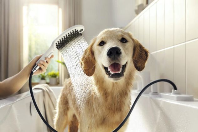 Cómo bañar a tu perro en casa sin que se estrese: guía paso a paso.