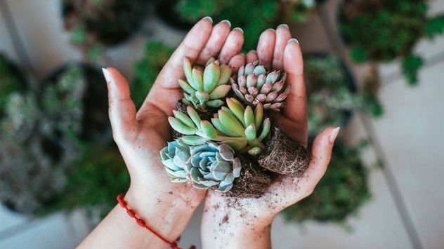 Suulentas: cuáles son los recaudos vitales para no quemar las hojas de la planta.