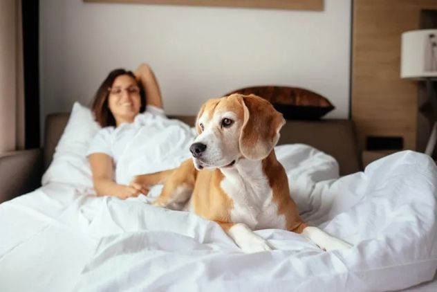 El cuidado de perros y gatos implica gastos mensuales que pueden superar los $70.000, sin contar imprevistos veterinarios o tratamientos especiales.