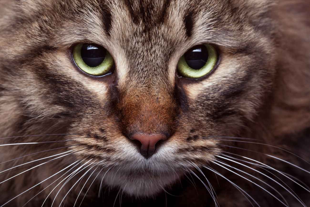 Para qué sirven los bigotes de los gatos y por qué se caen