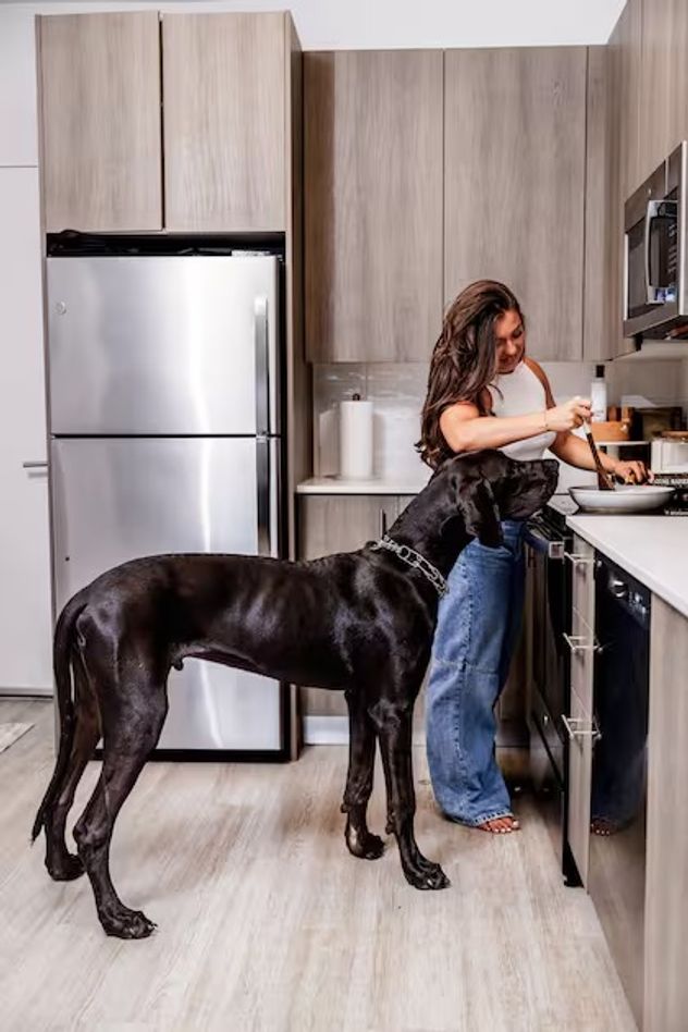 Perros grandes en casa: cómo afectan la calidad del aire según la ciencia.