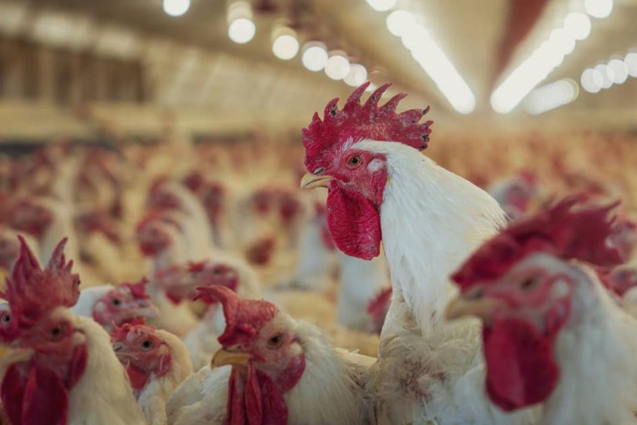 Se confirmó un caso de influenza aviar en el país y se suspenden las exportaciones