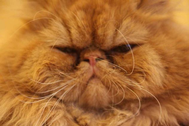 Una de las características más reconocidas de los gatos son sus bigotes largos y blancos.