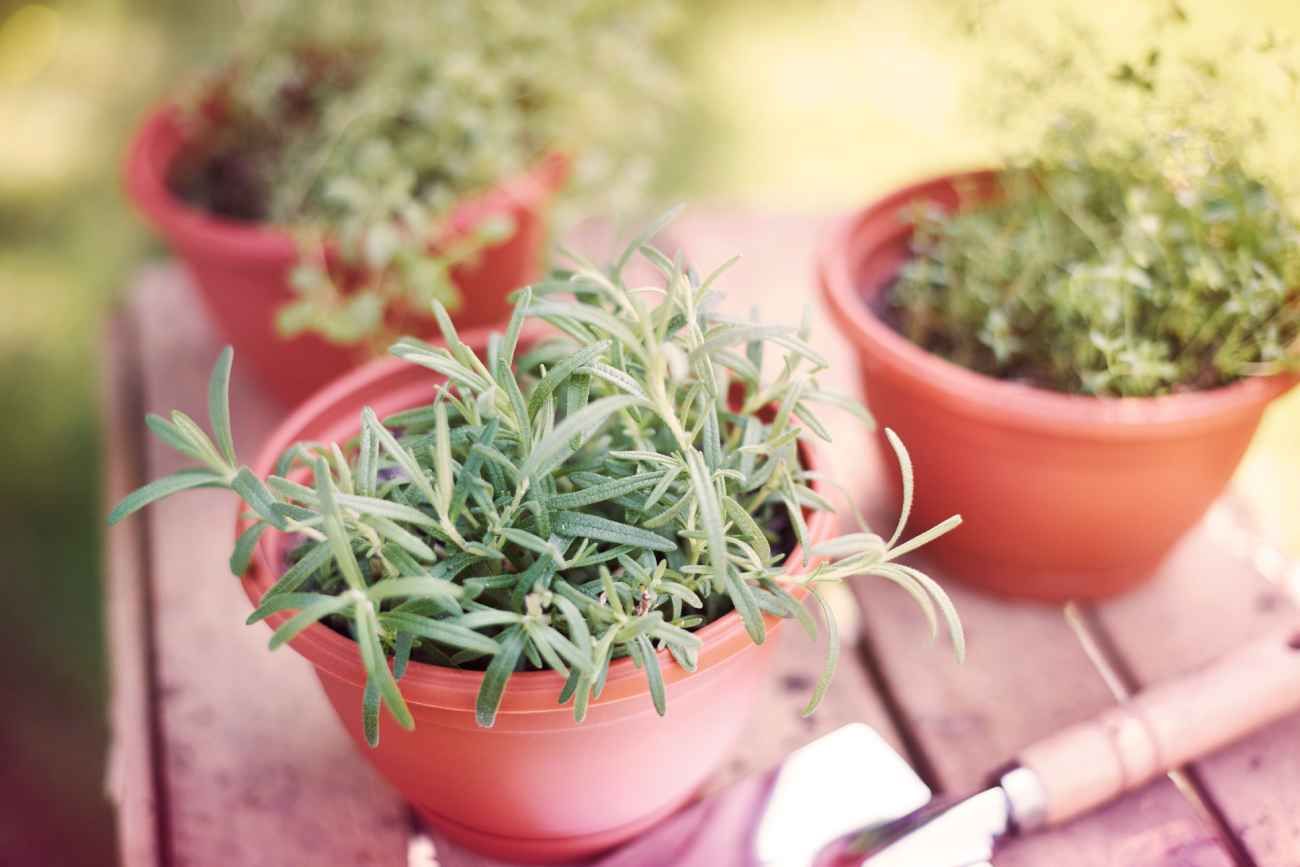 La clave para saber dónde ubicar las plantas aromáticas dentro de casa. 
