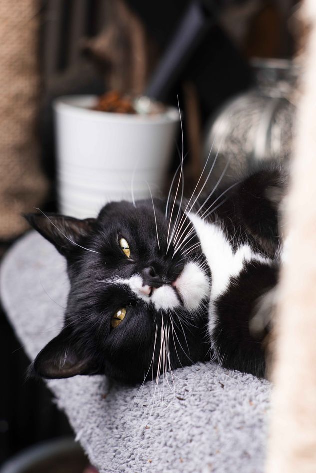 Una de las características más reconocidas de los gatos son sus bigotes largos y blancos.