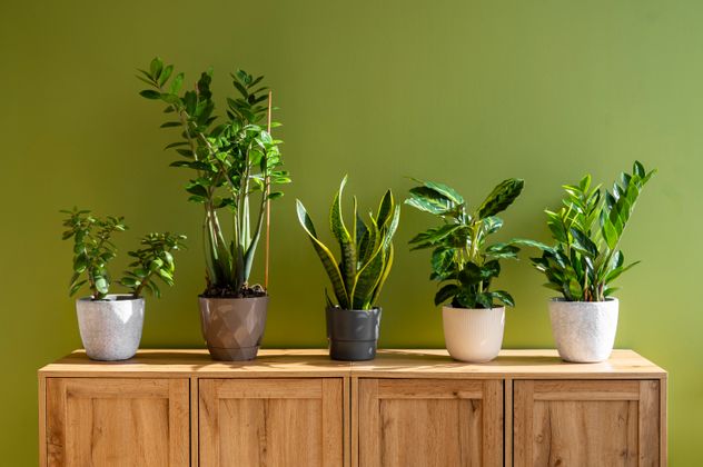 Según el Feng Shui: por qué no deberías tener estas tres plantas dentro de tu casa.