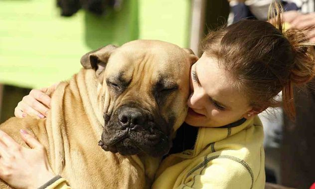 Perros grandes en casa: cómo afectan la calidad del aire según la ciencia.