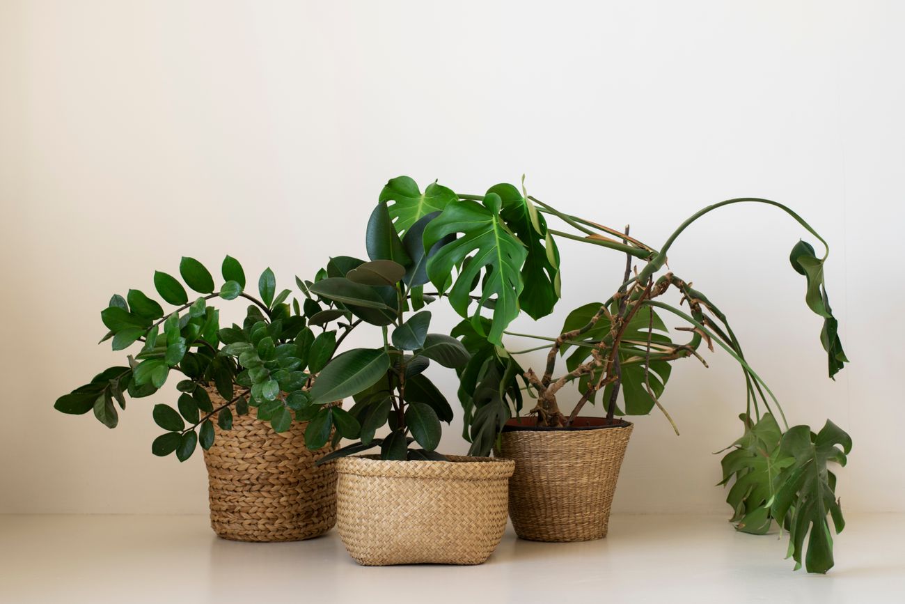 Según el Feng Shui: por qué no deberías tener estas tres plantas dentro de tu casa