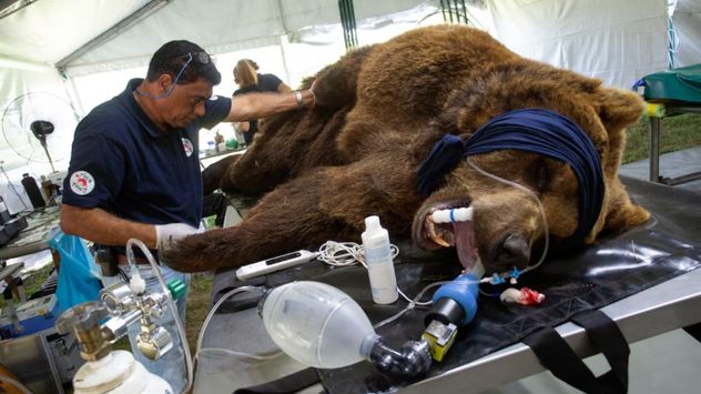 Dos osos pardos y una tigresa de bengala del ex Zoológico de Luján son trasladados a Europa