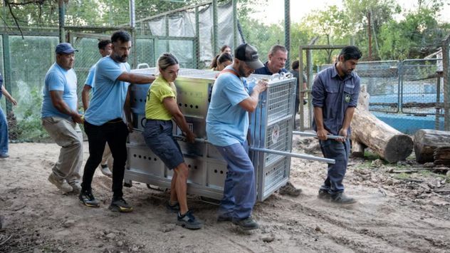 Dos osos pardos y una tigresa de bengala del ex Zoológico de Luján son trasladados a Europa