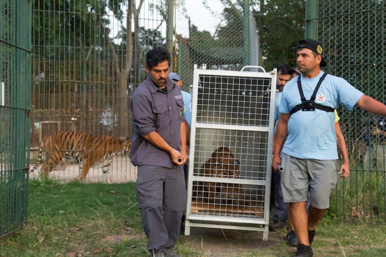 Dos osos pardos y una tigresa de bengala del ex Zoológico de Luján son trasladados a Europa