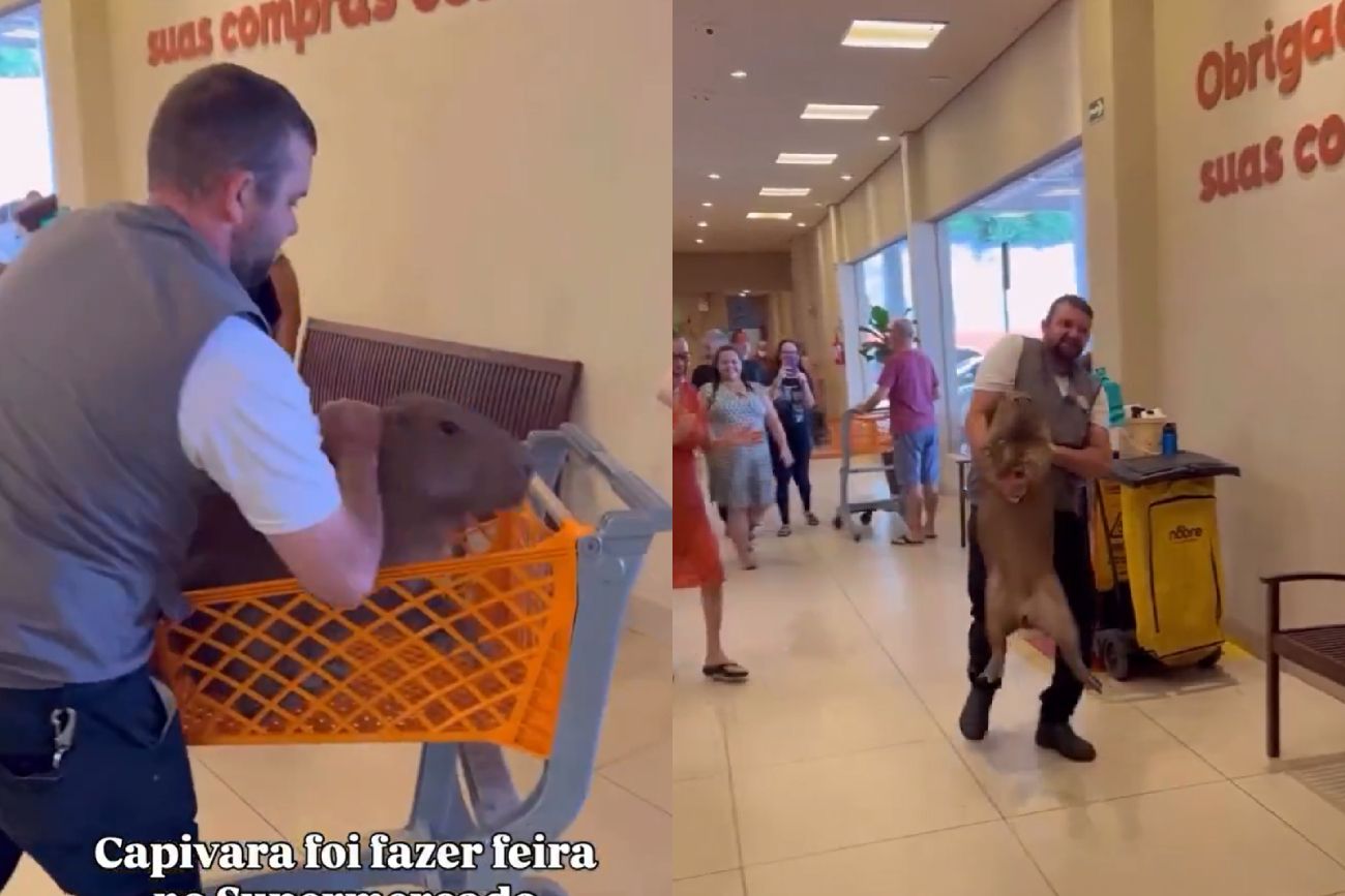 Un carpincho entró a un supermercado en Brasil y el video del rescate es furor: lo sacaron en un carrito
