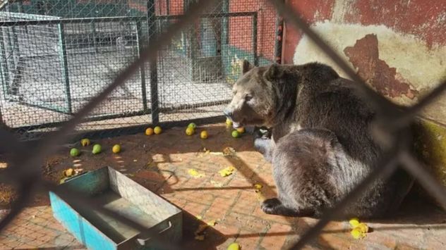 Dos osos pardos y una tigresa de bengala del ex Zoológico de Luján son trasladados a Europa