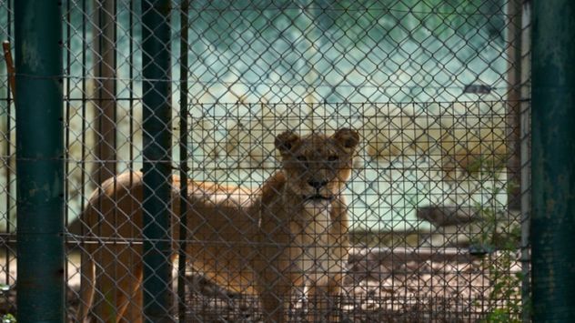 Dos osos pardos y una tigresa de bengala del ex Zoológico de Luján son trasladados a Europa