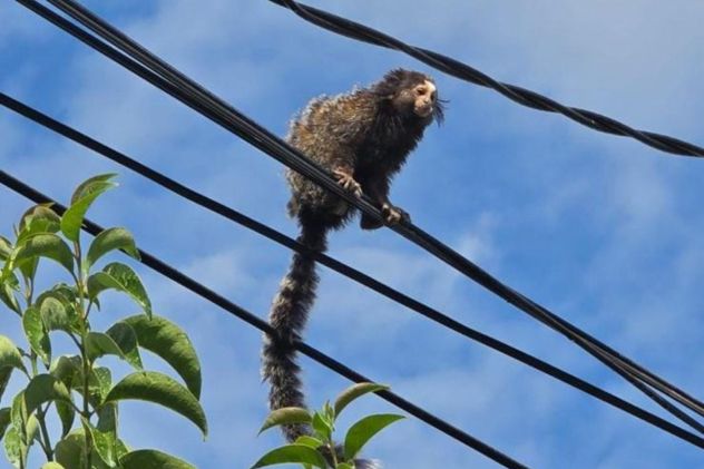 El ejemplar fue trasladado al Parque de la Biodiversidad. (Policía de Córdoba)