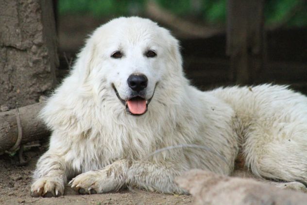 CIRO. El primer pastor maremmano abruzzese registrado en el país. (Gentileza: Mario Medina)