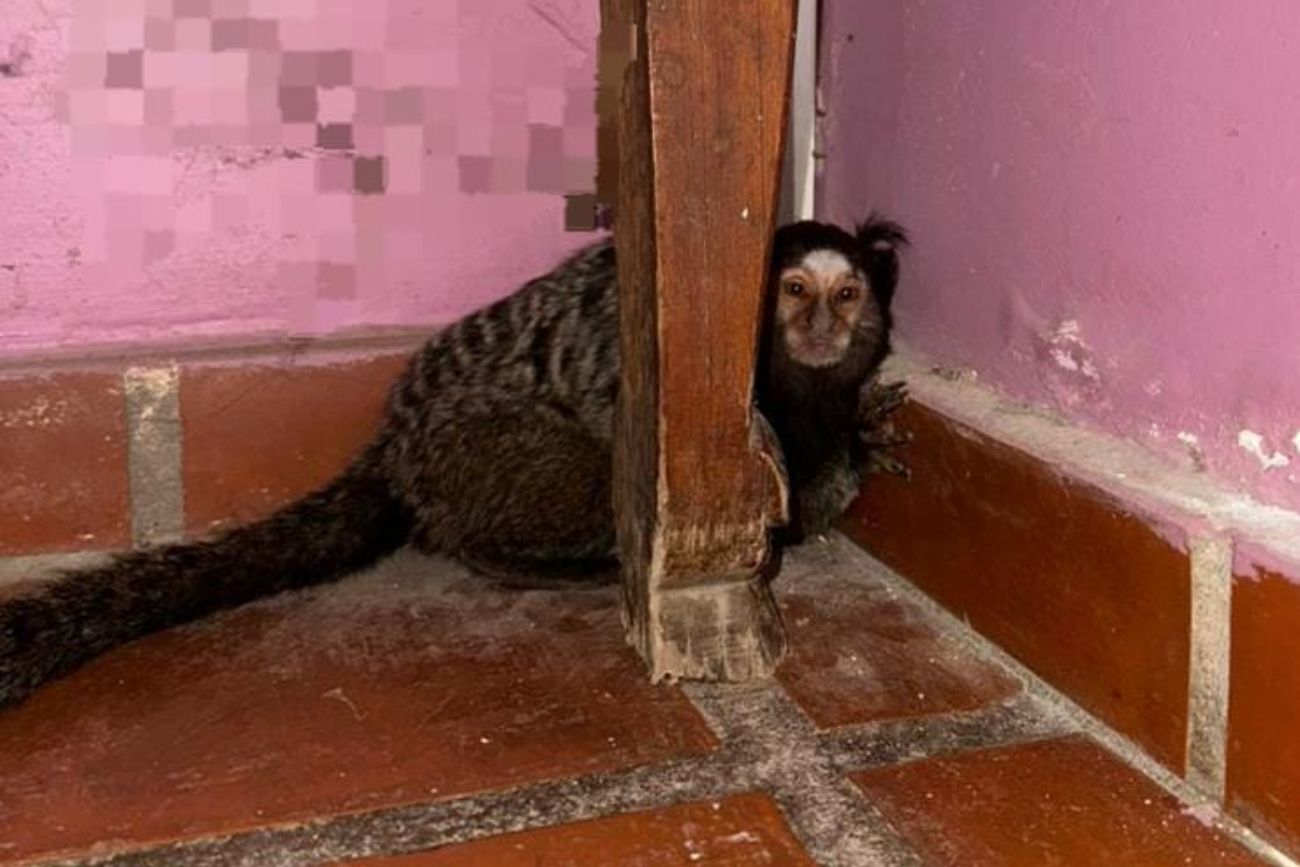 La Policía rescató un mono tití suelto en Villa Siburu. (Policía de Córdoba)