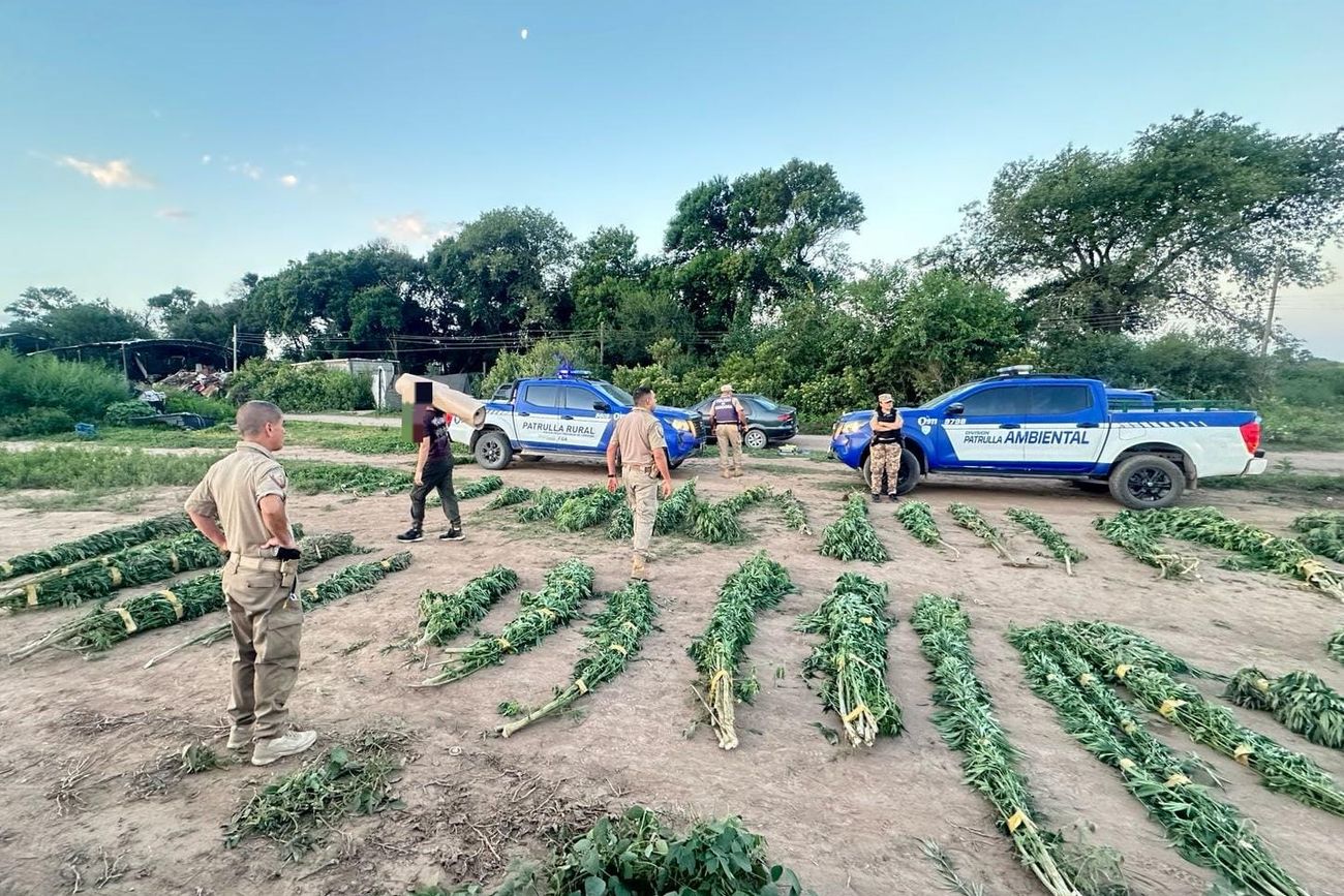 Secuestro de marihuana. (Policía)