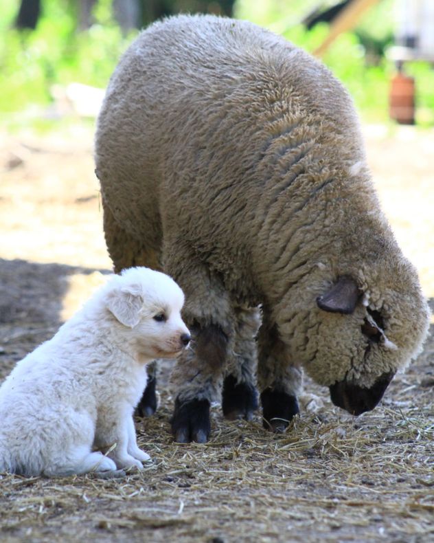 MAREMANNO ABRUZZESE. En el proceso de adaptación a su nueva familia. (Gentileza: Mario Medina)