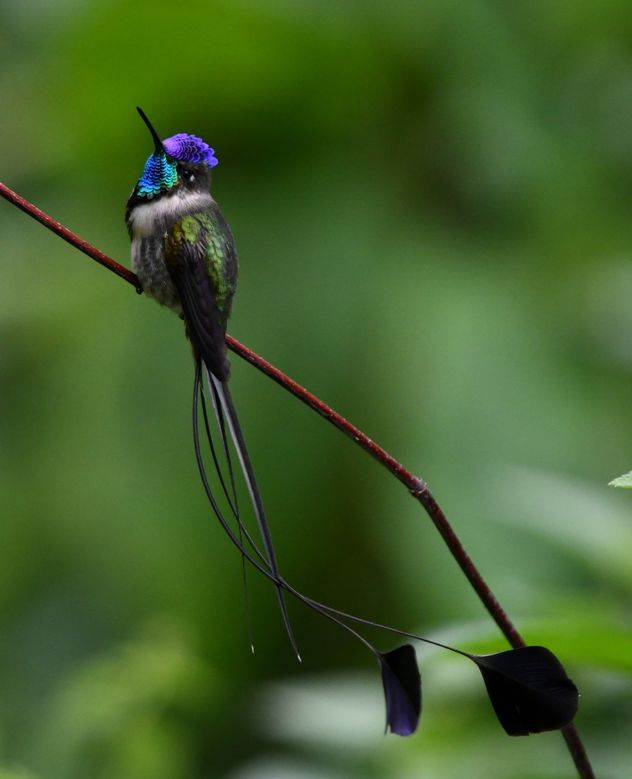 Picaflor espátula, en la selva amazónica.
