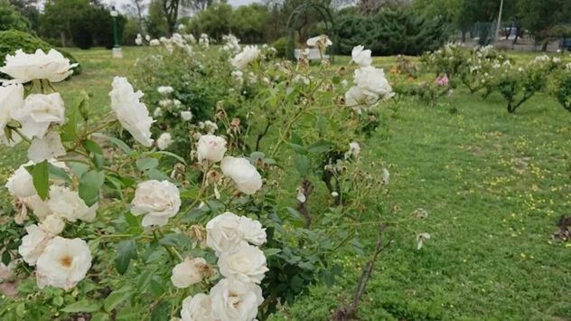 El jardín escondido de Córdoba con más de 300 rosas y diseño europeo.