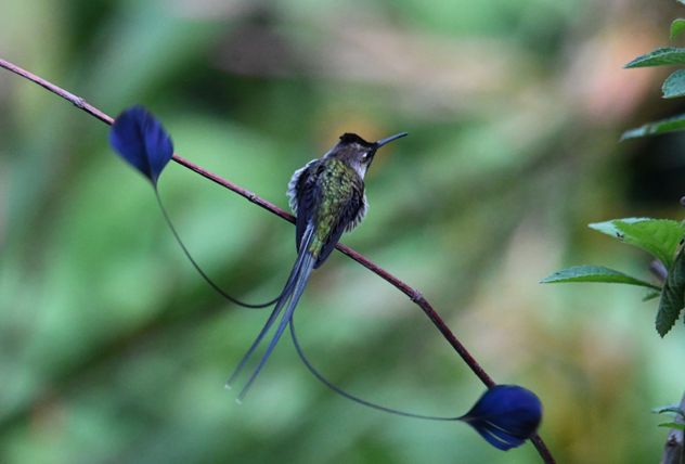 Picaflor espátula, en la selva amazónica.