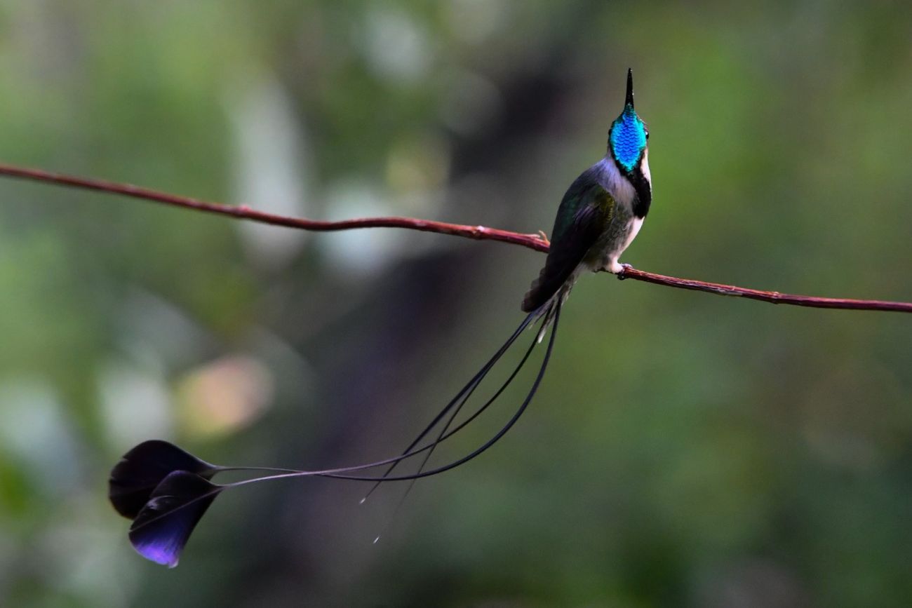 Picaflor espátula, en la selva amazónica. 
