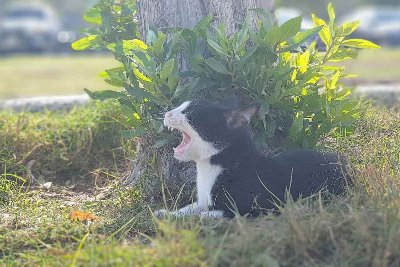 Es más común de lo que parece: las razones por las que los perros y los gatos comen pasto. 