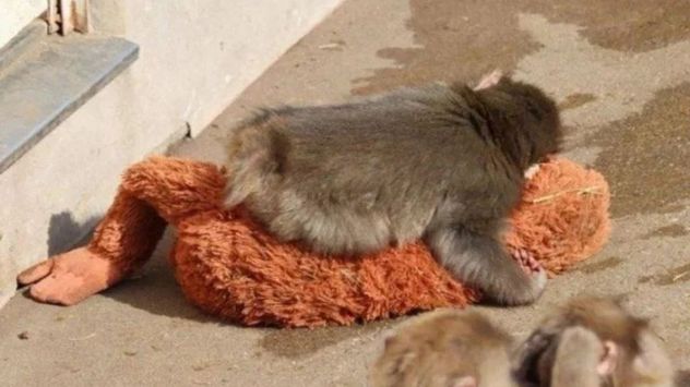 La organización defensora de los animales solicitó al zoológico de Ichikawa que reubique al macaco japonés de siete meses.