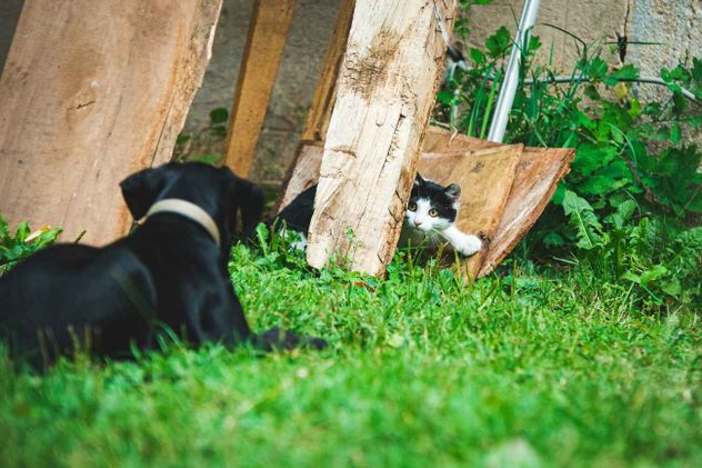 Es más común de lo que parece: las razones por las que los perros y los gatos comen pasto.
