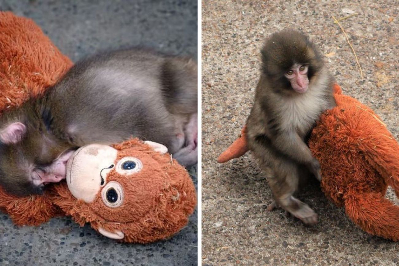 El mono se hizo viral por aferrarse a un peluche, al considerar que su comportamiento refleja aislamiento y sufrimiento emocional.