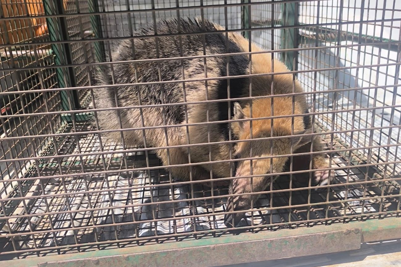 Córdoba: rescataron a un oso hormiguero que apareció en el patio de una casa en Villa El Capullo.