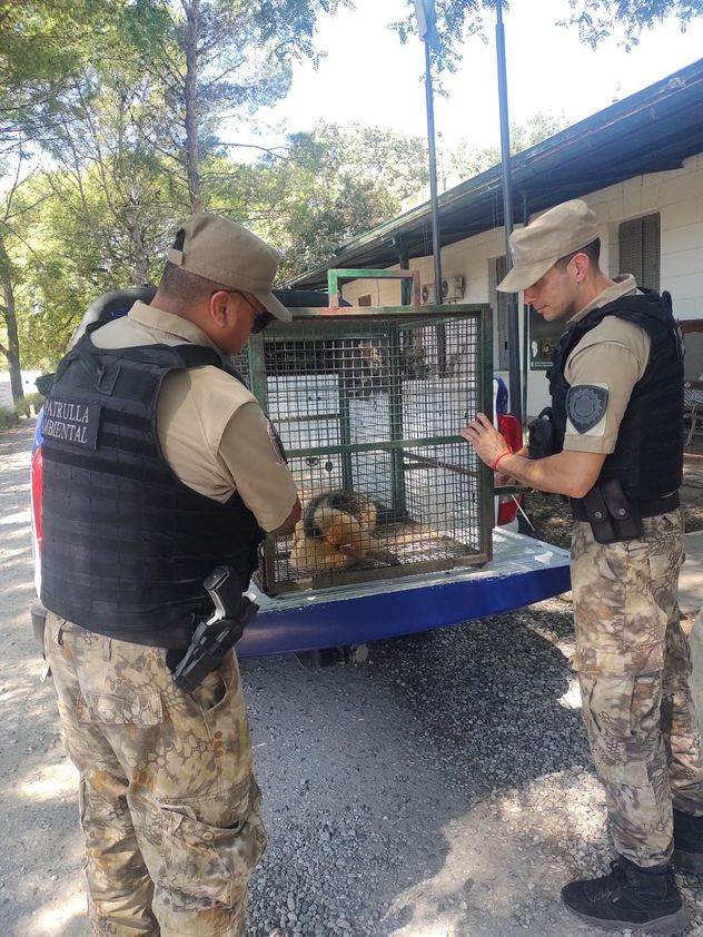 Córdoba: rescataron a un oso hormiguero que apareció en el patio de una casa en Villa El Capullo.