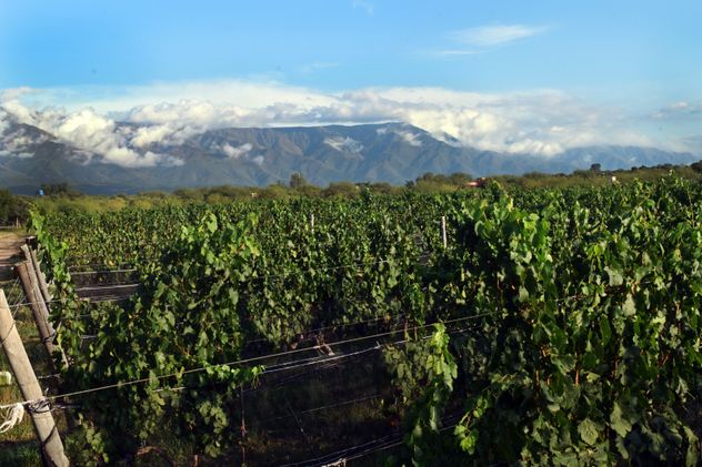 En Traslasierra el mapa de emprendimientos crece año a año poniendo foco en la calidad de los productos y en la particularidad de quienes sostienen las bodegas.