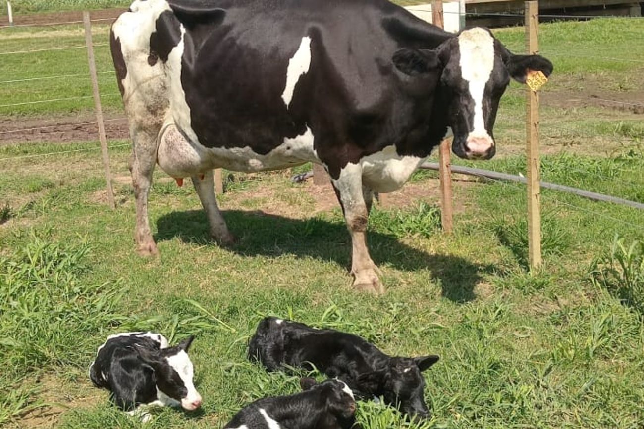 FAMILIA LECHERA. La vaca Holando Argentino, con sus tres crías nacidas en el tambo en Villa María.