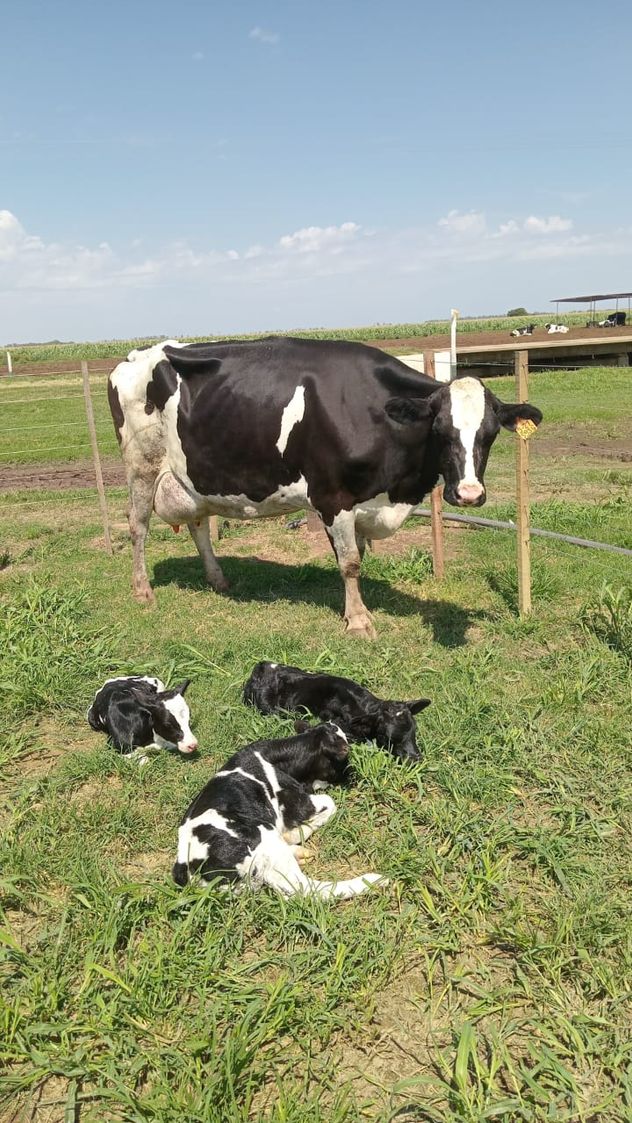 FAMILIA LECHERA. La vaca Holando Argentino, con sus tres crías nacidas en el tambo en Villa María.