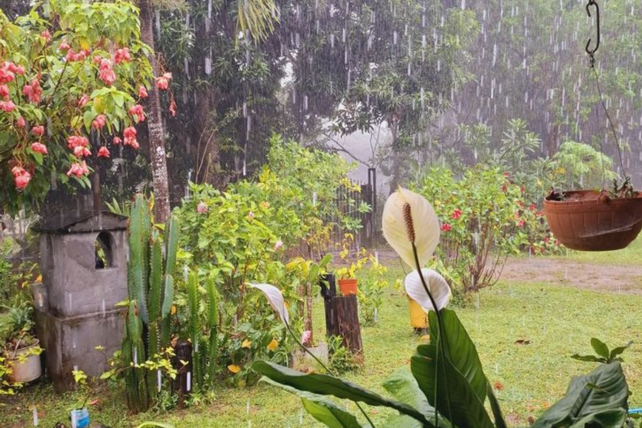 Plantos bajo la lluvia.