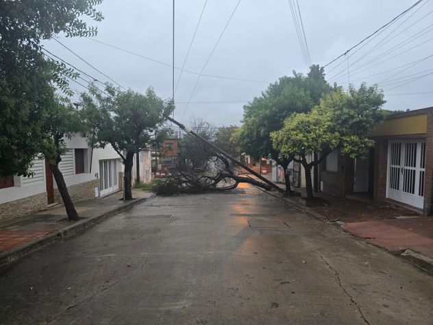 Tras la lluvia, un árbol cayó y tiró un poste de cableado en San Vicente.