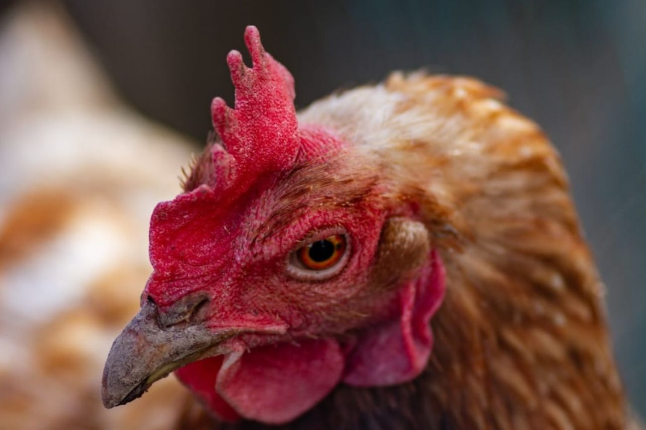 VIGILANCIA. Ante la aparición de un foco de influenza aviar en una granja de huevos en Córdoba, el Senasa aplicó el protocolo sanitario.