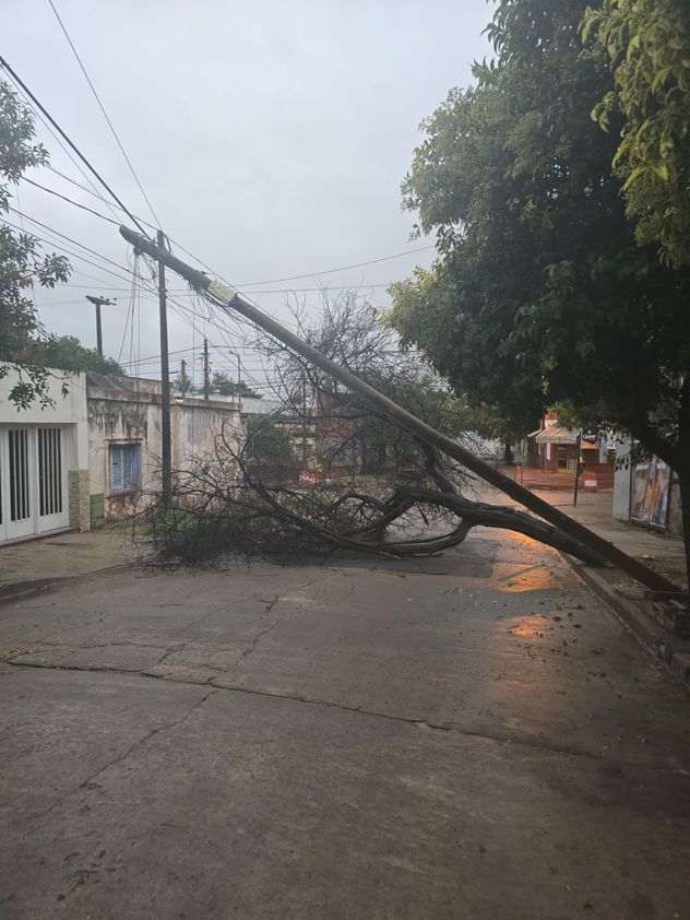 Tras la lluvia, un árbol cayó y tiró un poste de cableado en San Vicente.