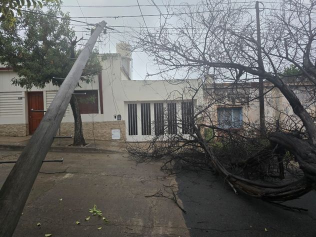 Tras la lluvia, un árbol cayó y tiró un poste de cableado en San Vicente.