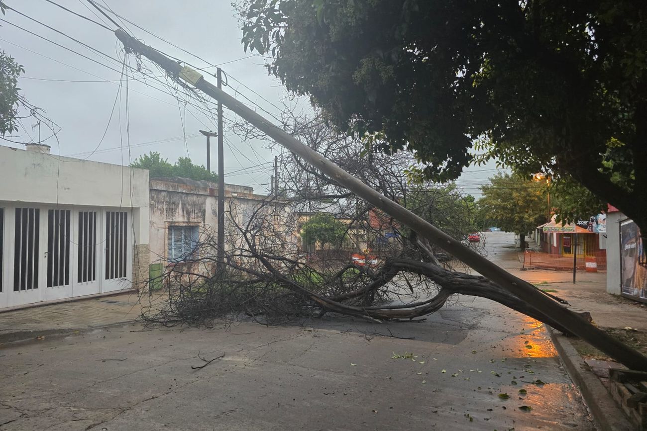 Tras la lluvia, un árbol cayó y tiró un poste de cableado en San Vicente.