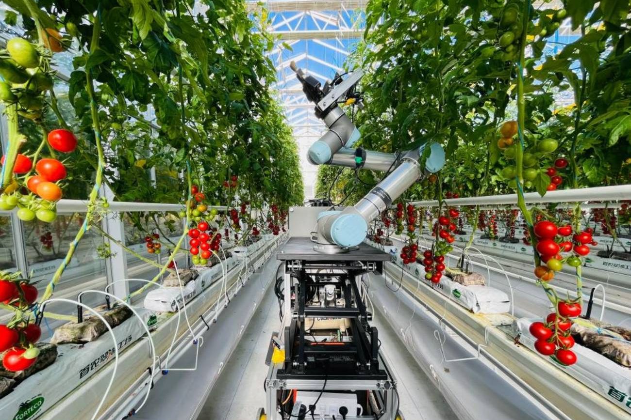 Imagen de 2024 del robot GEAIR realizando trabajos de polinización híbrida en un invernadero, en Beijing, capital de China. Científicos chinos han desarrollado recientemente el primer robot del mundo capaz de realizar un proceso de cría integral. 