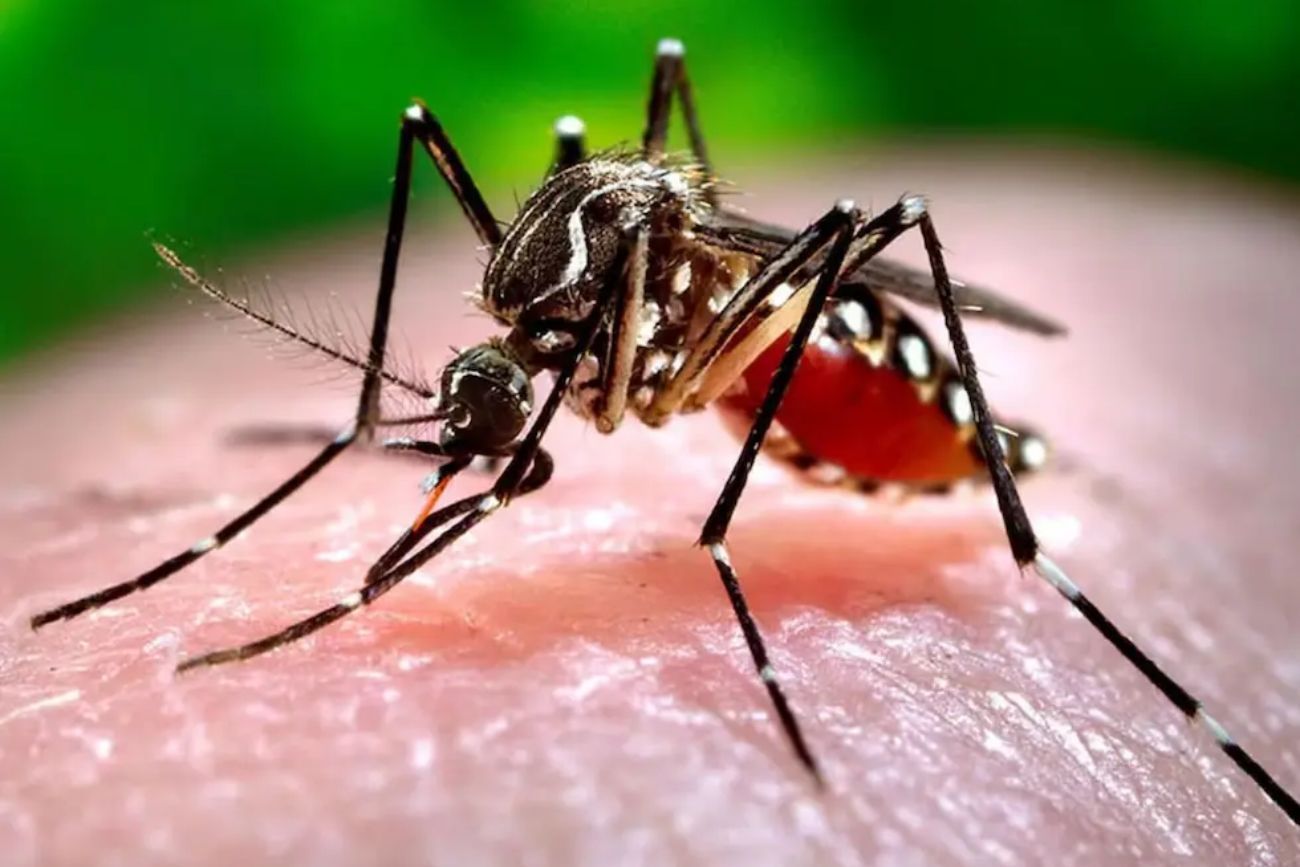 Brote de chikungunya en Salta: confirman transmisión local y ya hay más de 50 casos