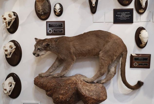 Trofeos de caza. Reclaman prohibir su tráfico, para limitar la práctica con fauna silvestre.