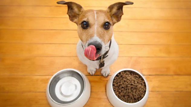 Esta preparación casera, económica y fácil de realizar se ha convertido en una de las recomendaciones principales de los expertos para cuidar la salud digestiva de los perros.