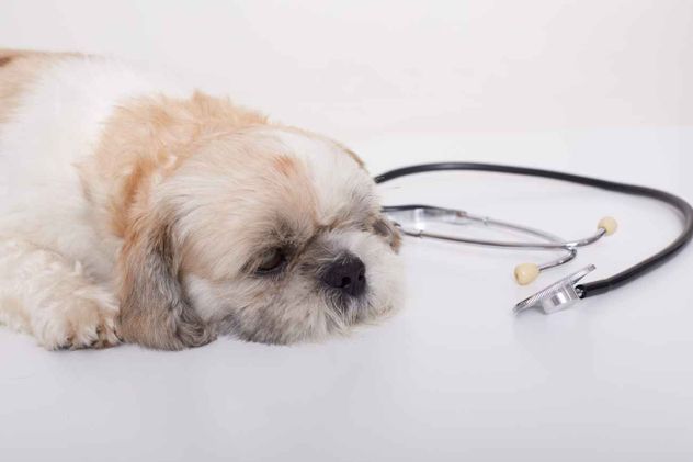 El seguimiento regular del estado de salud de la mascota, junto con rutinas de cuidado diario, puede mejorar de forma notable la calidad y la esperanza de vida de los perros.