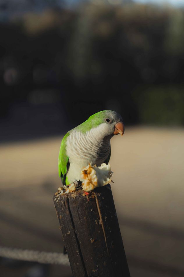 La cotorra argentina, con nombre científico Myiopsitta monachus, es originaria de Argentina, Bolivia, Brasil, Paraguay y Uruguay.